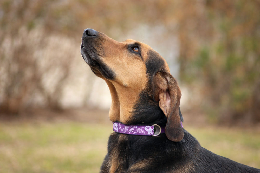 600x400 at Paws-N-Pines dog boarding retreat Little Rock AR