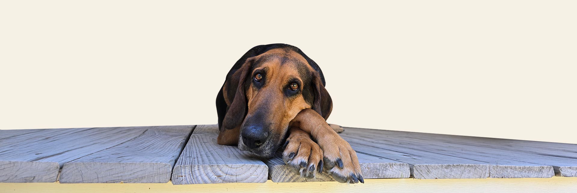 paws n pine pet retreat for dogs near me dog boarding at Paws-N-Pines dog boarding retreat Little Rock AR