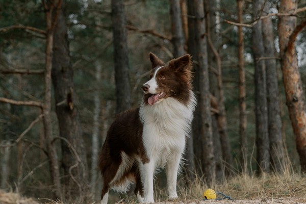 600x400 at Paws-N-Pines dog boarding retreat Little Rock AR