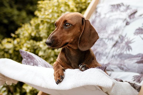 Woodland Collection petite dog suite Paws-N-Pines luxury boarding Little Rock Arkansas