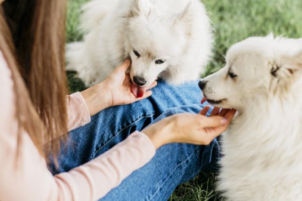 dog daycare Little Rock AR enrichment day school Paws-N-Pines Arkansas dog day school near me